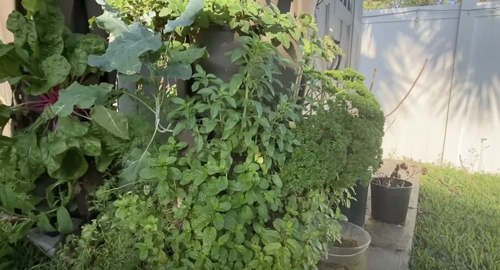 Herbs in a Greenstalk vertical planter